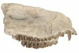Fossil Oreodont (Merycoidodon) Jaw - South Dakota #198198-1